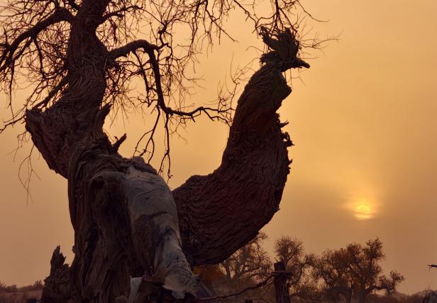 37-《雄鸡鸣晓》 37-《雄鸡鸣晓》